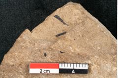 Foto (Detailansicht) von Cupressites freneloides Ettingshausen (NHMW-GEO-2024-0188-8229)